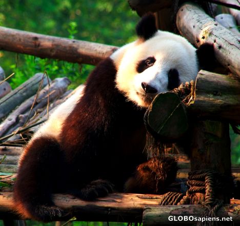 Postcard Chengdu (CN) - adult Giant Panda