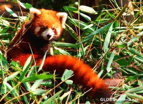 Postcard Chengdu (CN) - red panda