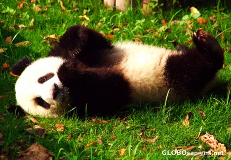 Postcard Chengdu (CN) - playful panda cub