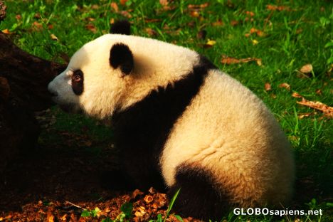 Postcard Chengdu (CN) - panda cub
