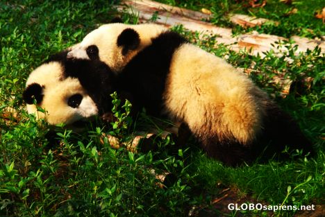 Postcard Chengdu (CN) - two panda cubs