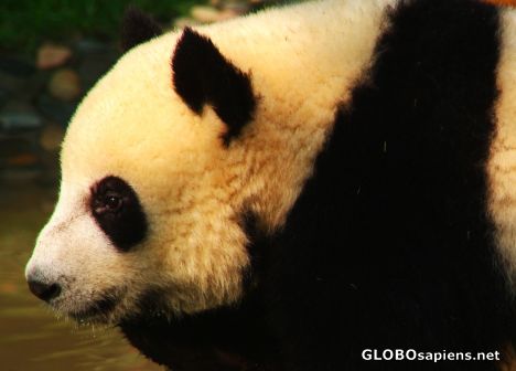 Postcard Chengdu (CN) - small Giant Panda
