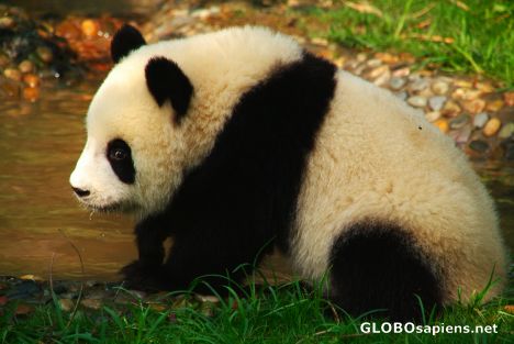 Postcard Chengdu (CN) - small Giant Panda by the pond
