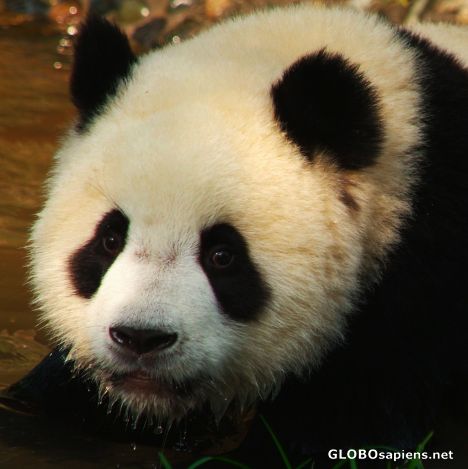 Postcard Chengdu (CN) - Giant Panda