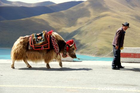 Postcard Local trader and his yak