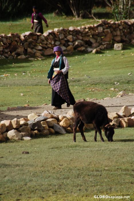 Postcard Tibetan villager