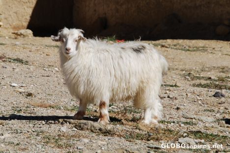 Postcard Angora goat