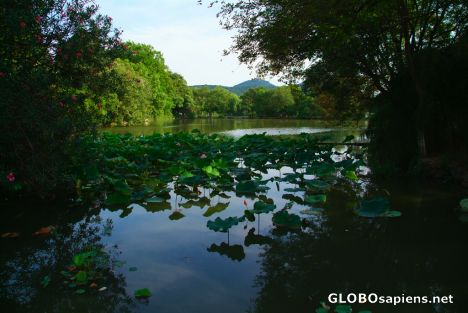 Postcard Hangzhou (CN) - pond on an island on the lake