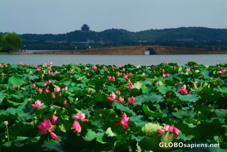 Postcard Hangzhou (CN) - lake vegetation