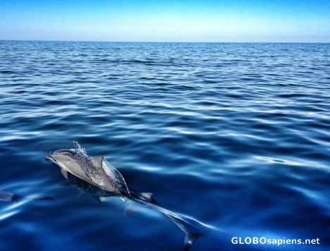 Postcard Comoran dolphin