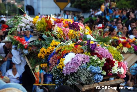 Postcard Medellin - Parade of Flowers