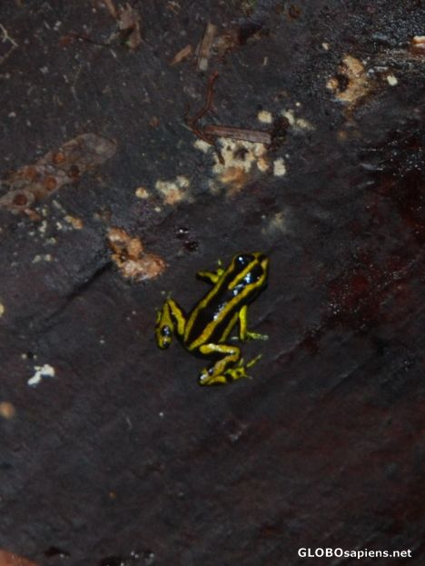 Postcard Nuqui - Poison Dart Frog Detail