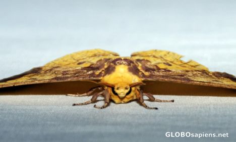 Postcard Friendly faced big moth
