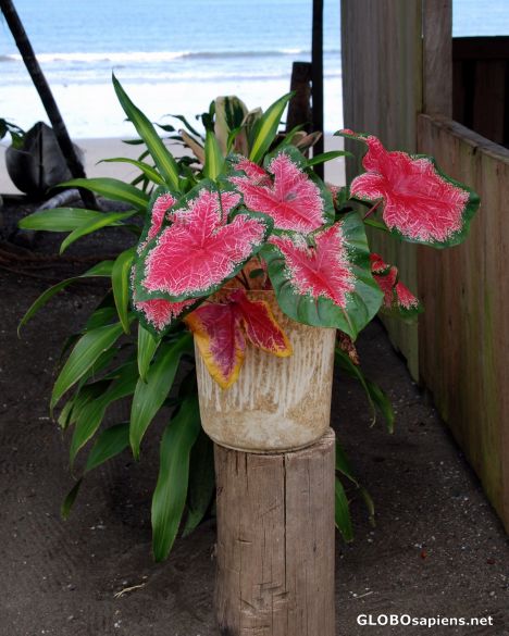 Postcard Nuquí - great flowers
