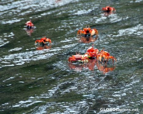 Postcard Crab ballet around their prey