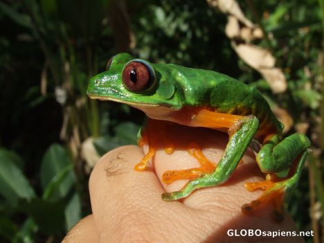 Postcard Costa Rican Tree Frog