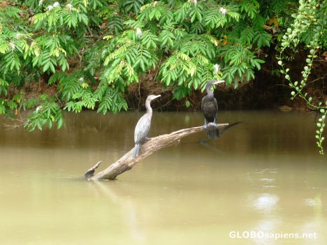 Postcard Cormorant Pair rests on a branch