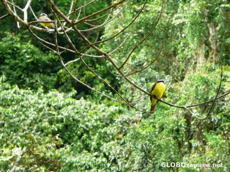 Postcard Yellow Tyrannulet Birds