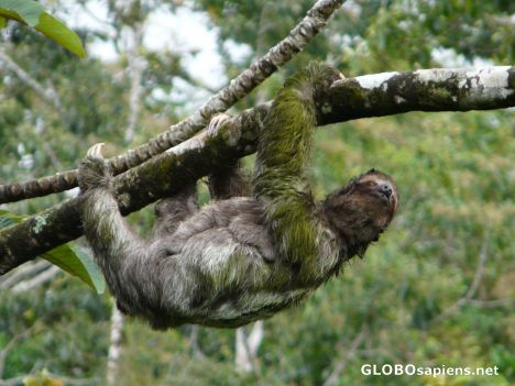 Sloth in Costa Rica.
