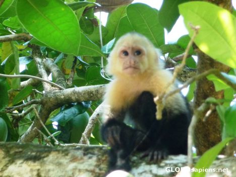 Postcard Manuel Antonio - Baby Monkey #3