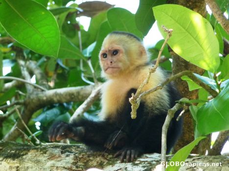 Postcard Manuel Antonio - Baby Monkey #4
