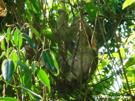 Postcard Three Toed sloth climbing a tree