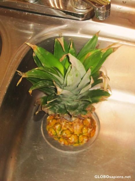 Postcard ...and PINEAPPLES grow right out of the sink!!!