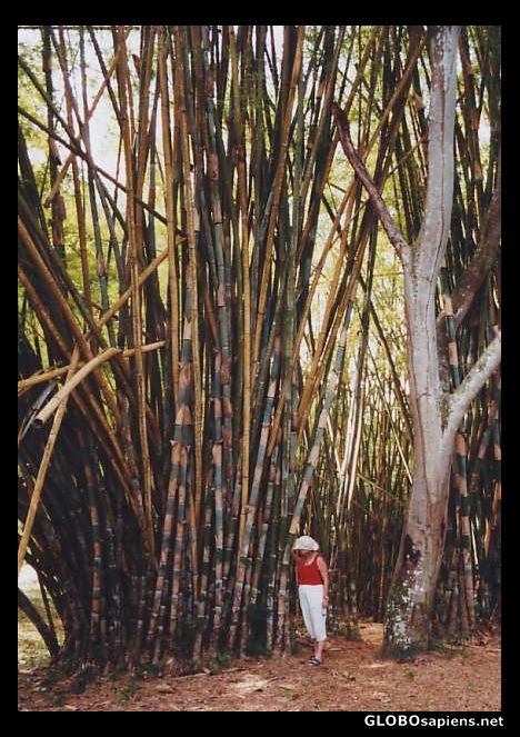 Postcard Botanicgarden Soledat, a little Bambus