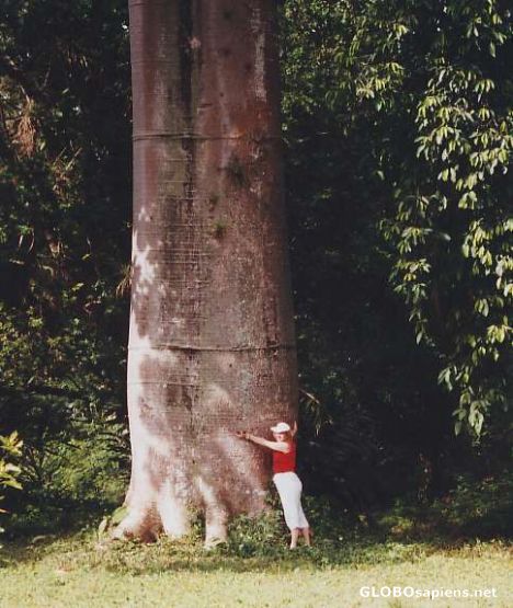 Postcard Botanicgarden Soledat, slim tree