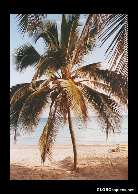Postcard Palm trees in Cuba