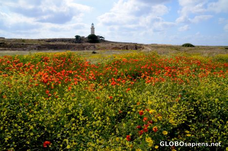 Postcard Pafos (CY) - Archaeological Park meadow