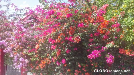 Postcard Bougainvillea in full blossom