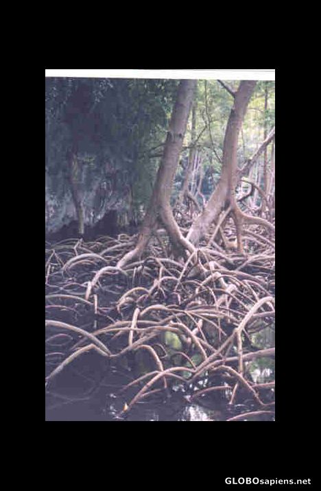 Postcard Red Mangroves