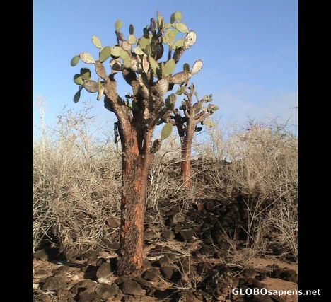 Postcard Cacti tree from Galapagos