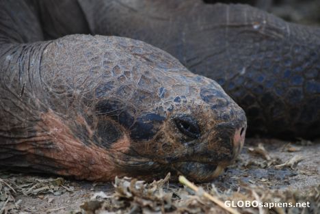 Postcard galapagos islands tortoise