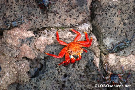 Postcard sally lightfoot crabs