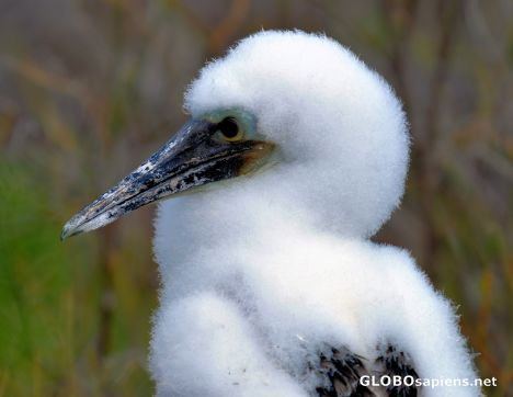 Postcard Baby Bluefoot Booby