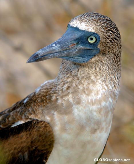 Postcard Bluefooted Booby