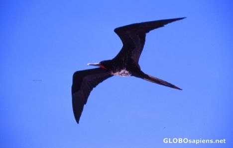 Postcard Big Frigatebird in the air