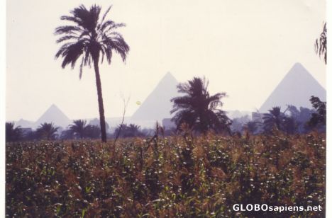 Postcard Pyramids of Gizeh: Keops, Kefren and Mikerinos