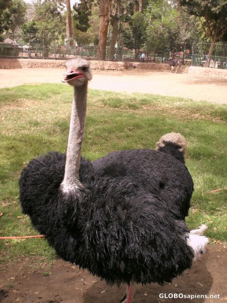 Postcard African ostriches, Giza Zoo