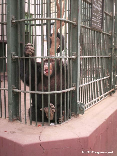 Postcard chimpanzee, Giza Zoo