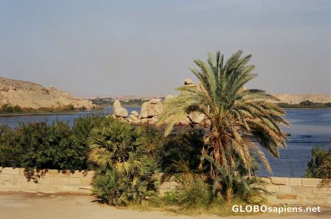 Postcard Exotic Plants at Temple of Philae