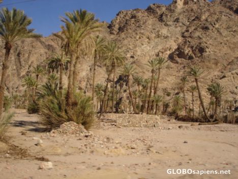 Postcard Wadi Feiran Oasis in South Sinai
