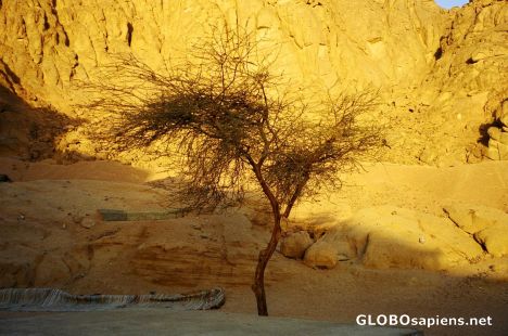 Postcard Desert Tree