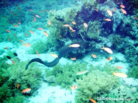Postcard Moray Eel on Jackson Reef