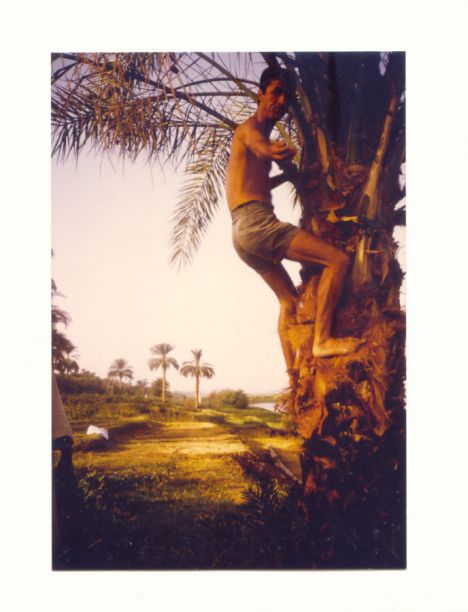 Postcard Sometimes I ate dates climbing the palm trees