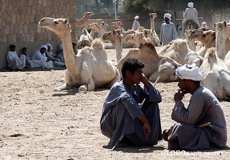 Postcard Camel market in Daraw, between Aswan and Kom Ombo,