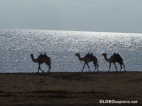 Postcard Camels on the shore...