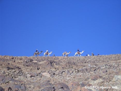 Postcard camels on Sinai Mountain